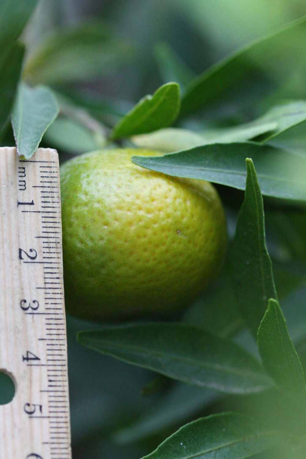                Fruit (Avana Apireno, Riverside, CA)       